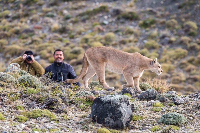 puma parcel tracking